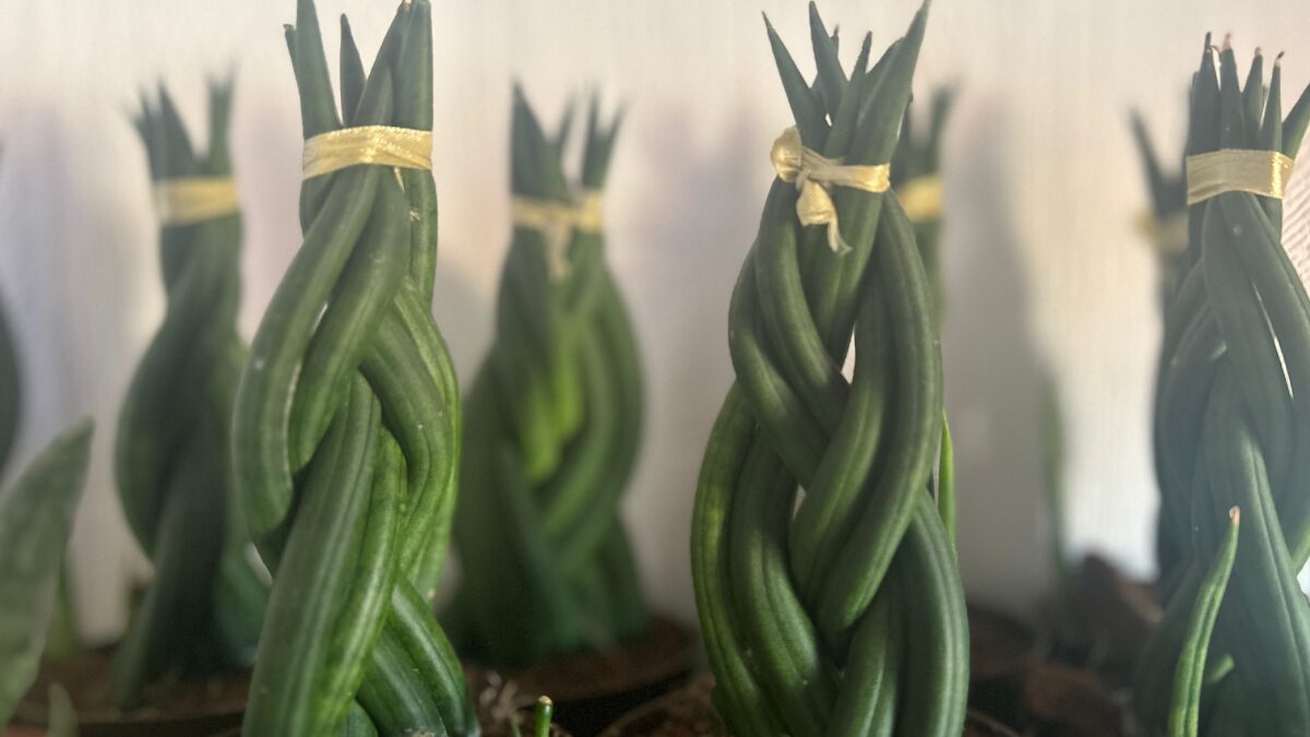 Plantes sansevieria cylindrica tressée