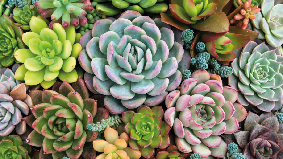 Entretien des succulentes