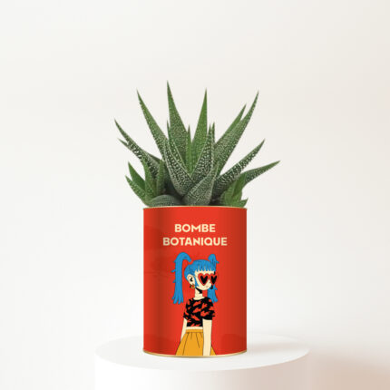Bombe botanique - la plante grasse qui fait exploser les sourires