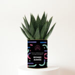 Plante personnalisée Bonne Année 2026 : Cadeau végétal et festif