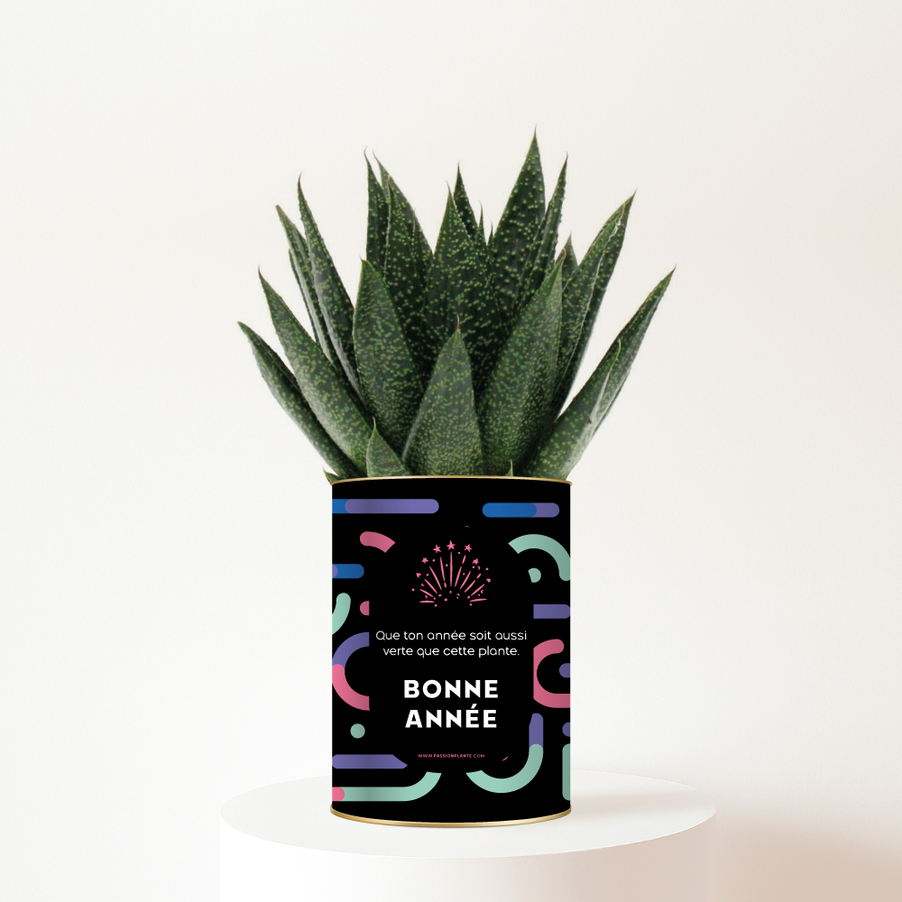 Plante personnalisée Bonne Année 2026 : Cadeau végétal et festif