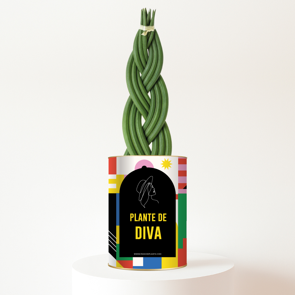 Plante de Diva