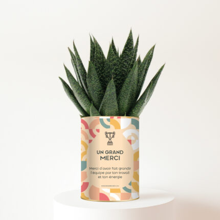 Un grand merci - Plante personnalisée à offrir pour remercier un collaborateur
