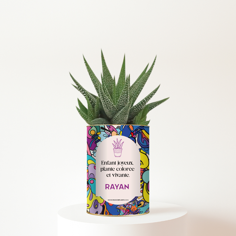 Succulente colorée Gasteria avec message joyeux - Plante personnalisée enfant