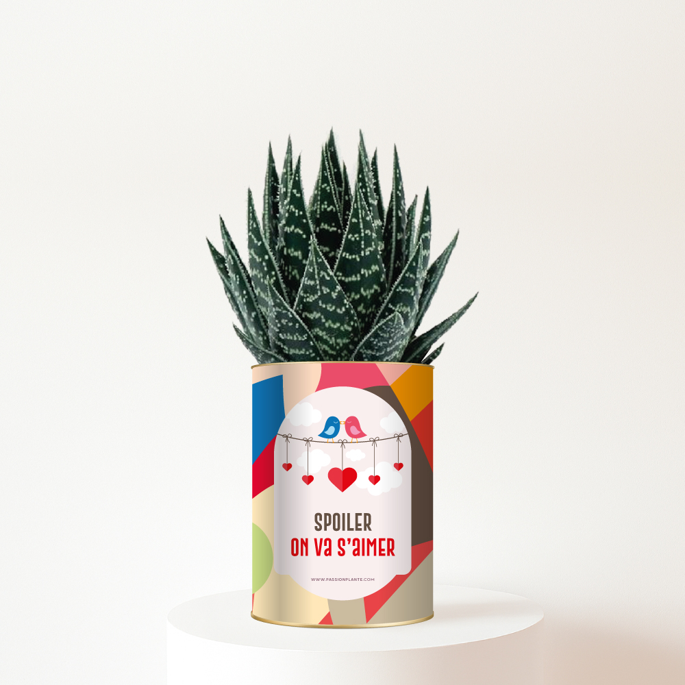 Spoiler on va s’aimer - Succulente personnalisée amour