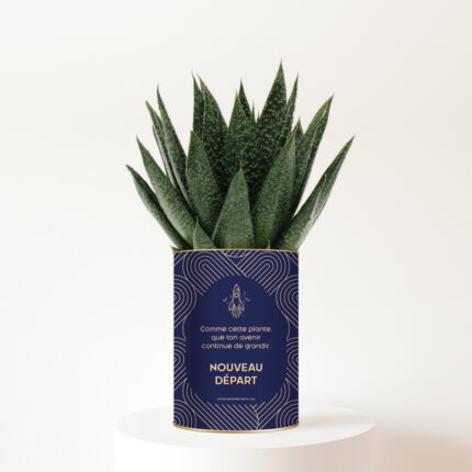 Nouveau départ - Plante personnalisée Haworthia - Cadeau de départ