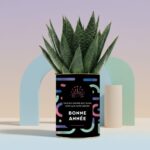 Plante personnalisée Bonne Année 2026 : Cadeau végétal et festif