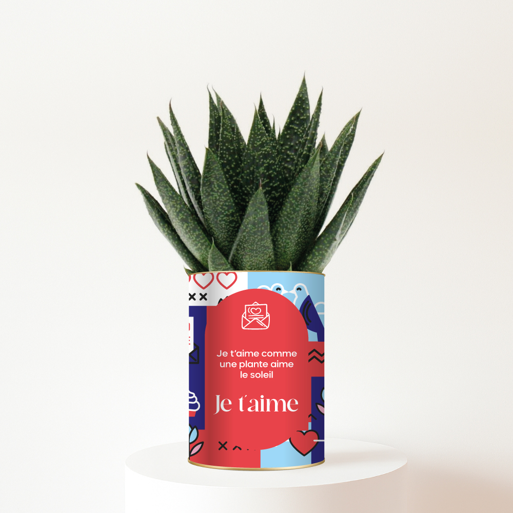 Plante personnalisée Je t’aime - Gasteria, le cadeau d’amour qui dure