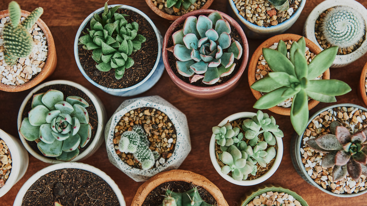 Notre TOP 10 des meilleurs succulentes