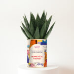 Plante personnalisée Gasteria Fête des Mères – Bonne fête maman, tu es la racine de tout ce que je suis