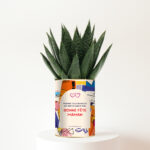 Plante personnalisée Gasteria Fête des Mères – Bonne fête maman, tu es la racine de tout ce que je suis