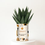 Rien que pour toi Maman - Plante personnalisée bohème - Cadeau fête des mères plein d’amour