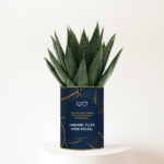 Maman, tu es mon soleil - Plante personnalisée - Cadeau fête des mères plein d’amour