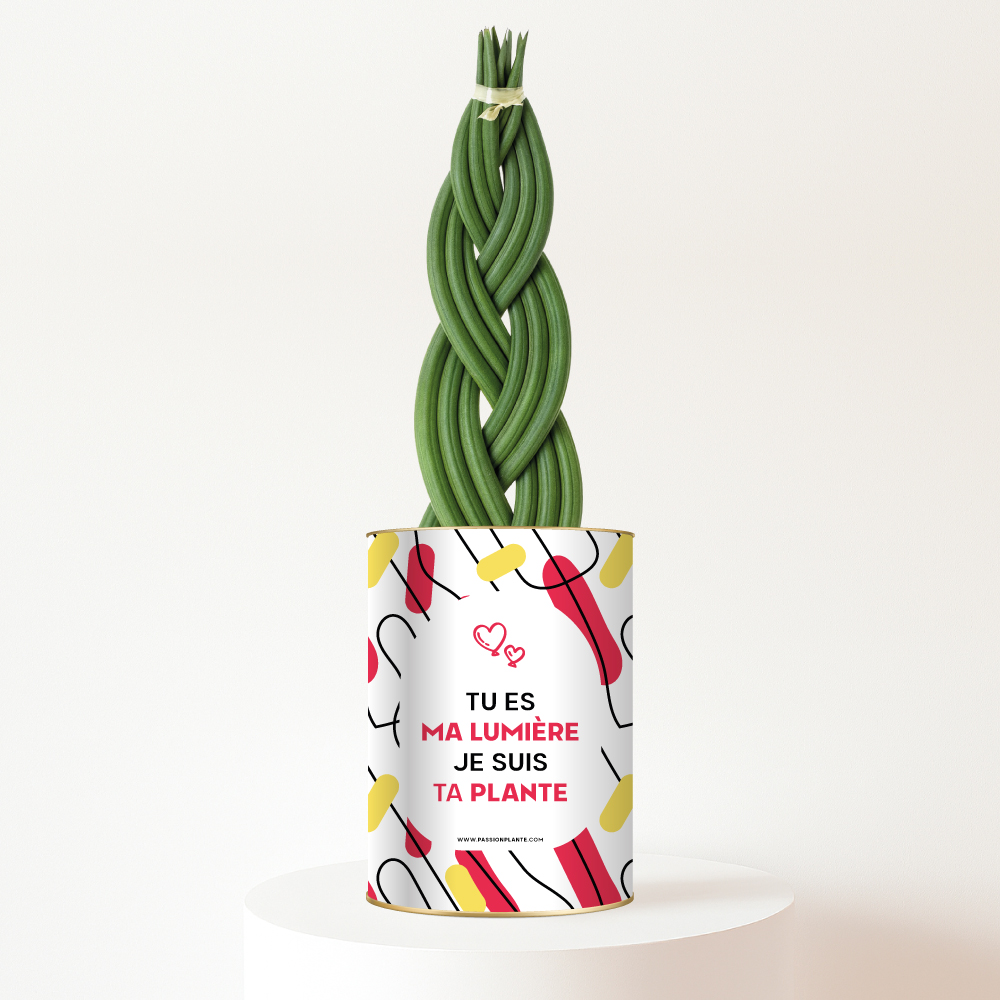 Tu es ma lumière, je suis ta plante - Plante personnalisée Sansevieria tressée – Cadeau Fête des Mères
