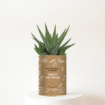 Plante personnalisée Merci Maîtresse - Cadeau nature plein de gratitude