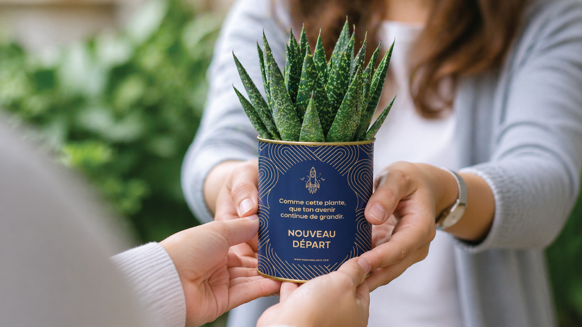 succulente offerte signification