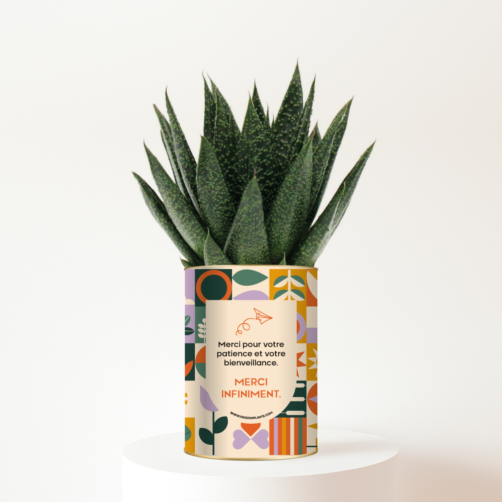 Plante personnalisée Merci Maîtresse – Cadeau original pour remercier un enseignant