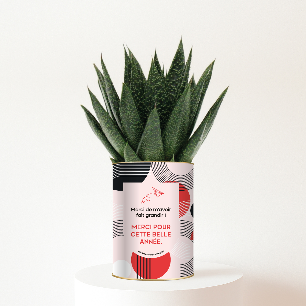 Cadeau de fin d’année « Merci pour cette belle année » - Plante personnalisée Merci Maîtresse
